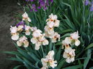 Iris (8)