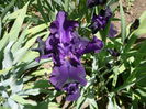 Iris (9)