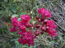 lagerstroemia indica (crepe myrtle) - red