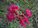 lagerstroemia indica (crepe myrtle)