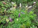 Lupin