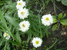 Margarete crete