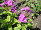 Phlox (4)