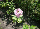Phlox