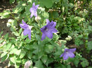 Platycodon