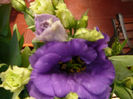 Lysianthus2