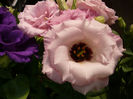 Lysianthus3