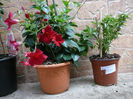 Mandevilla rosie