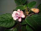 DSC07155