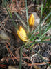 Crocus Gipsy Girl (2014, March 03)