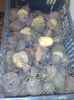 cartofi sectionati pt plantare