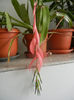 Billbergia nutans (2014, February 28)