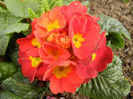 Red Primula (2014, February 20)