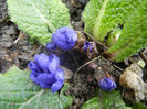 Blue Primula (2014, March 03)
