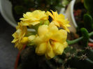 Yellow Kalanchoe (2014, February 28)