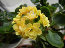 Yellow Kalanchoe (2014, February 28)