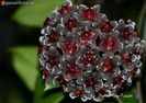 hoya_pubicalyx_royal_hawaiian_purple