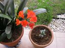 clivia si crinul peruvian
