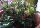 columneea..pui..