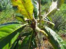 loquat cu fructe in ghiveci
