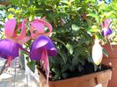 fuchsia din seminte a inflorit