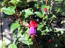 fuchsia din seminte a inflorit