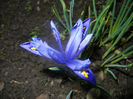 Iris reticulata Blue (2014, March 05)