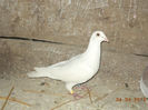mypigeons