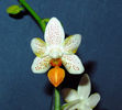 Phalaenopsis mini Mark