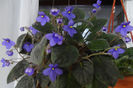 Saintpaulia ionantha