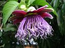 Passiflora Quadrangularis