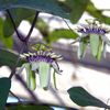 Passiflora colinvauxii