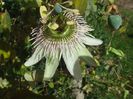 Passiflora gibertii