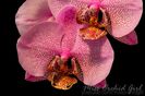 Phalaenopsis Miva Smartissimo
