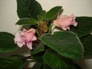 DSC07161