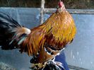 Fot. 0234- cocoş porumbeijon76