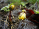 Eranthis hyemalis (2014, March 06)