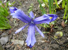 Iris reticulata Blue (2014, March 06)