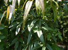 P1210886