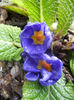 Blue Primula (2014, March 06)