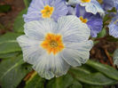 Primula Zebra Blue (2014, March 06)