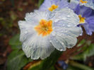 Primula Zebra Blue (2014, March 06)