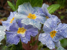 Primula Zebra Blue (2014, March 06)
