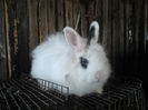 Tati pui Angora 001