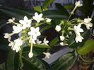 Stephanotis de la sotul meu