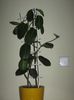 stephanotis