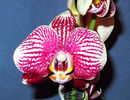 Phalaenopsis Champion Phantom