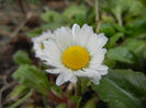 Bellis perennis (2014, March 07)