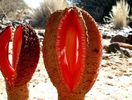 Hydnora -floare matura