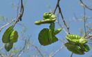 Guanacaste-fructe